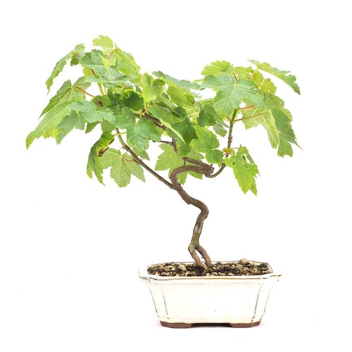 Bonsai berg ahorn acer - , 'acer