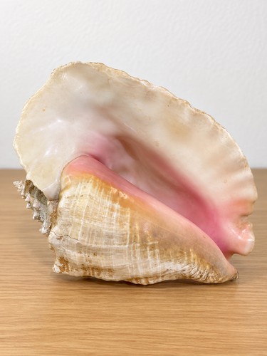 Xxl flügelschnecke 22 cm - flügelschnecke, x