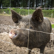 Wildzaun | Verzinkt |