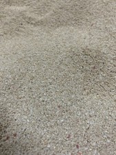 KORALLENSAND-BUNTBARSCH MALAWI