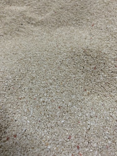 Korallensand buntbarsch malawi - korallensand-buntbarsch,