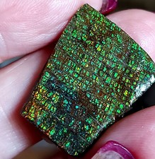 Großer leuchtend grüner Drachenschuppen Ammolit    (F13)