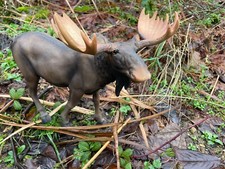 Elch frei stehend Rentier