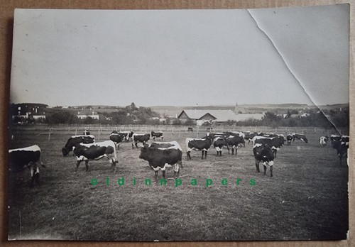 Schkopau saalekreis - schkopau,