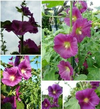 Exot stockrose - stockrose,