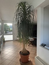 Elefantenfuß pflanze großer - elefantenfuß,