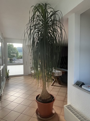 Elefantenfuß pflanze großer - elefantenfuß, pflanze,