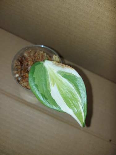 Philodendron gabby - gabby, "