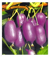 Kiwi Ken´s Red® 1 Pflanze