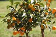 2 x Kumquat schnellwüchsige exotische Pflanzen im für den Garten