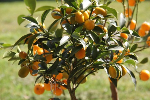 Kumquat schnellwüchsige - 2,