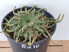 Euphorbia flanaganii  (Eu10)