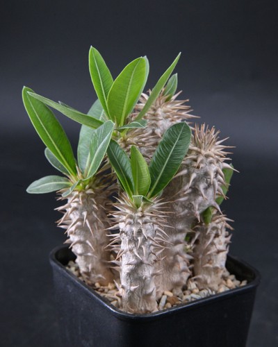Pachypodium densiflorum - , |