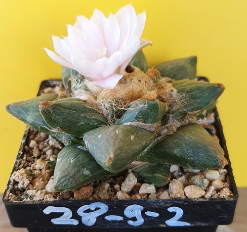 Ariocarpus spec auf eigenen - ,