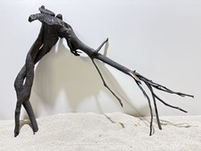 Schwarze Moorwurzel XL