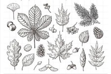 Silikon Stempel Transparent