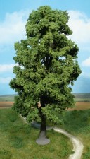 Heki 1943 Bergahorn Ahorn