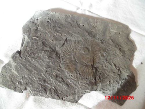 Fossil schiefer ammonit - fossil, in