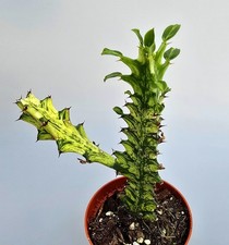 Euphorbia Trigona Variegata -