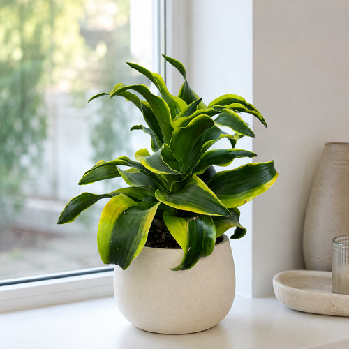 Dracaena fragrans tornado - dracaena,