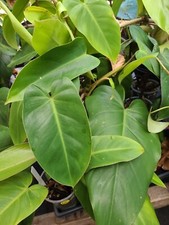 Philodendron green Emerald 7