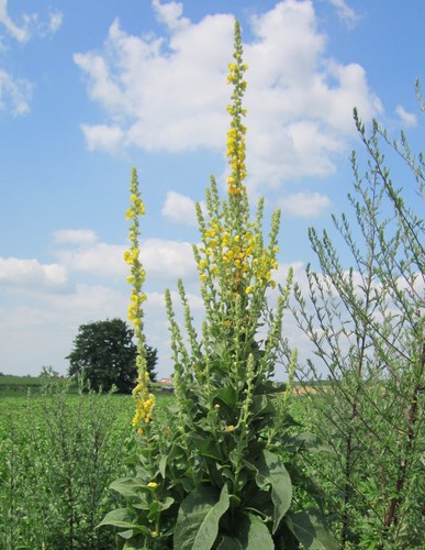 Super blumen samen - super,