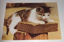 Kätzchen Katze Cat Tier