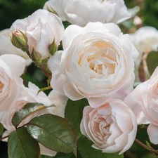 Englische Rose Desdemona ® 