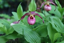 Cypripedium Carol Ilene, 5 mehrtriebige XXL Jungpflanzen, mindestens 10 Sprosse