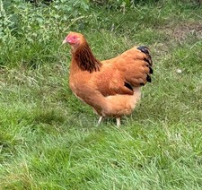 10 Bruteier von Zwerg