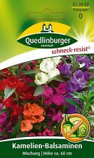 Kamelien-Balsamine Mischung Samen von Quedlinburger Saatgut