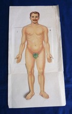 ca. 1900 - Anatomische