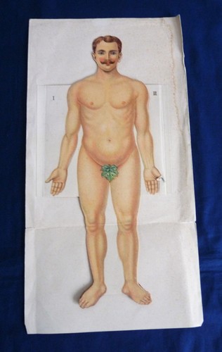 1900 anatomische - 1900,