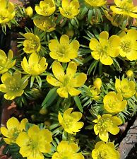 50 Winterlinge Eranthis Cilicica Blumenzwiebeln Lieferbar ab 9.9.