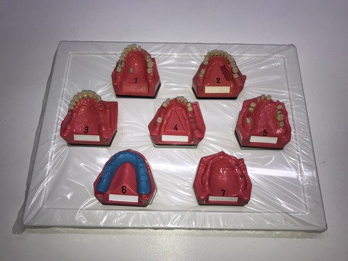 Dental dent schaumodell - ,