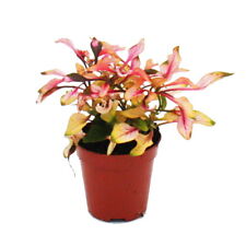 Exotenherz - Mini-Pflanze - Alternanthera dentata - Baby-Plant im 5,5cm Topf