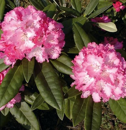 Rhododendron arabella 50cm - rhododendron, 40-50cm