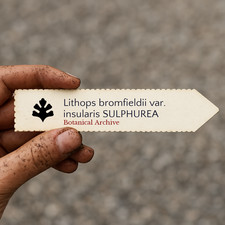 Lithops bromfieldii var