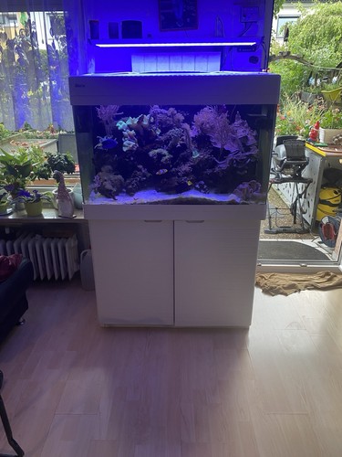 Meerwasser komplettaquarium - meerwasser,