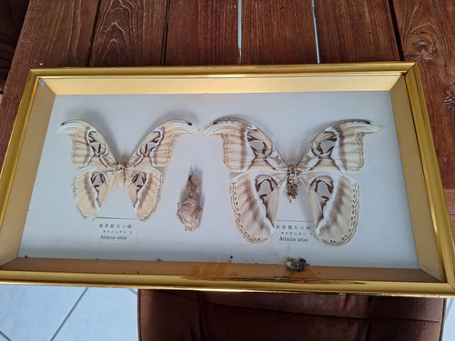 Attacus atlas - x,
