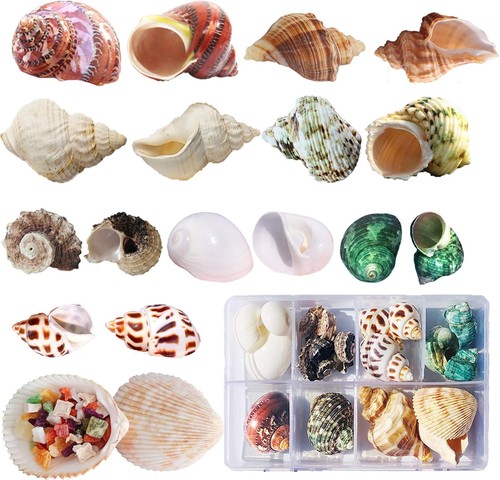 Einsiedlerkrebs muscheln deko - einsiedlerkrebs,