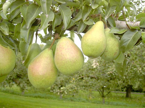 Birnenbaum köstliche von - `köstliche,