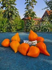 Wunder Der Erde Orange (Чудо Земли Оранжевое)