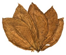 Orient Samsoun Tabakblätter Rohtabak Naturtabak Deko Duft 