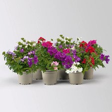 Eisenkraut 'Trio', bunt