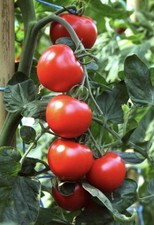 Original Amela Saatgut