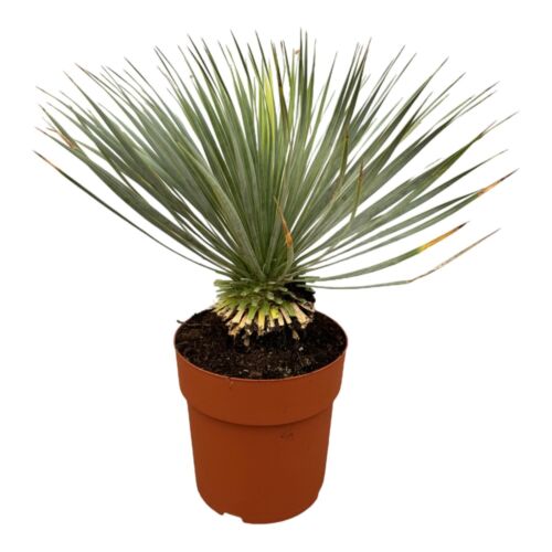 Yucca rostrata auf - auf, ca