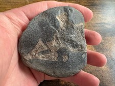 Ichthyosaurus Knochen