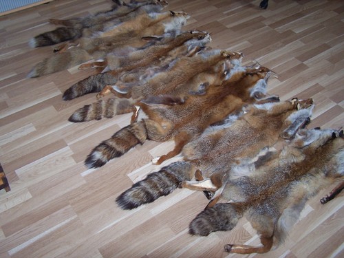 Rotfuchsfelle