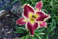 Taglilie, daylily